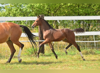 Oldenburg, Stallion, Foal (05/2023), 16.2 hh, Brown
