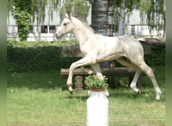 Oldenburg, Stallion, Foal (04/2023), 16.2 hh, Buckskin