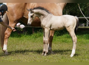 Oldenburg, Stallion, Foal (04/2023), 16.2 hh, Buckskin
