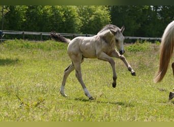 Oldenburg, Stallion, Foal (04/2023), 16.2 hh, Buckskin