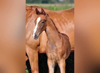 Oldenburg, Stallion, Foal (06/2025), 16.2 hh, Chestnut