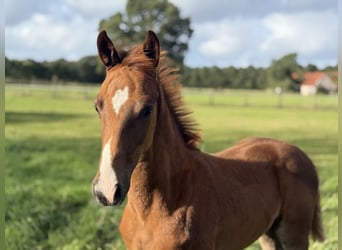 Oldenburg, Stallion, Foal (06/2026), 16.2 hh, Chestnut