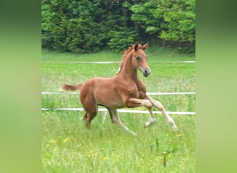 Oldenburg, Stallion, Foal (03/2024), 16,2 hh, Chestnut-Red