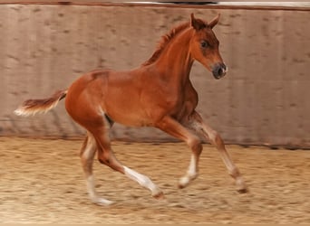 Oldenburg, Stallion, Foal (03/2024), 16,2 hh, Chestnut-Red