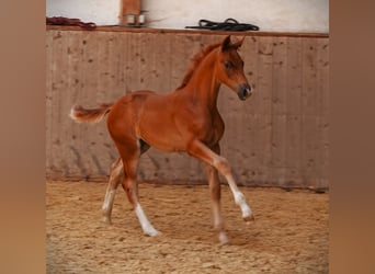 Oldenburg, Stallion, Foal (03/2024), 16,2 hh, Chestnut-Red