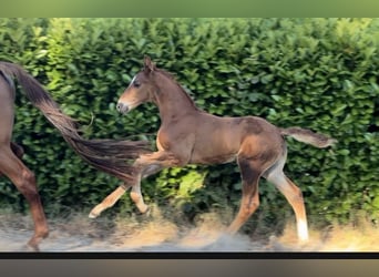 Oldenburg, Stallion, Foal (03/2026), 16.2 hh, Chestnut-Red