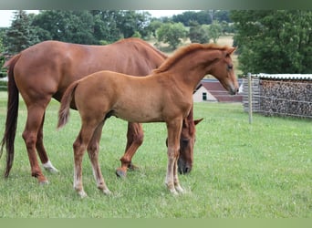 Oldenburg, Stallion, Foal (04/2023), 16.2 hh, Chestnut-Red