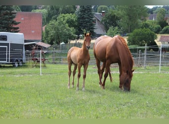 Oldenburg, Stallion, Foal (04/2023), 16.2 hh, Chestnut-Red