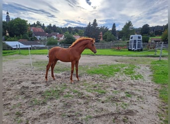 Oldenburg, Stallion, Foal (04/2023), 16.2 hh, Chestnut-Red