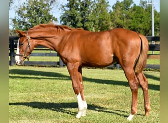 Oldenburger, Hengst, Fohlen (05/2024), 16,2 hh, Dunkelfuchs