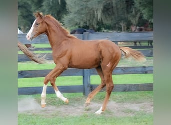 Oldenburger, Hengst, Fohlen (05/2024), 16,2 hh, Dunkelfuchs