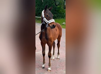 Oldenburg, Stallion, Foal (03/2026), 16.2 hh
