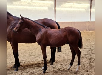 Oldenburg, Stallion, Foal (05/2024), 16,2 hh