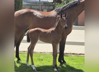 Oldenburg, Stallion, Foal (05/2024), 16,2 hh