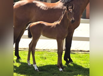 Oldenburg, Stallion, Foal (05/2024), 16,2 hh