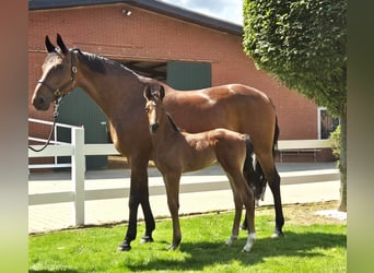 Oldenburg, Stallion, Foal (05/2024), 16,2 hh