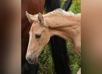 Oldenburg, Stallion, Foal (07/2026), 16.2 hh, Palomino
