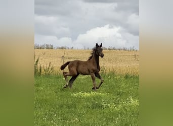 Oldenburg, Stallion, Foal (04/2026), 16.2 hh, Smoky-Black