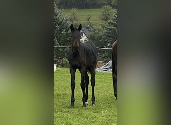 Oldenburg, Stallion, Foal (04/2026), 16.2 hh, Smoky-Black