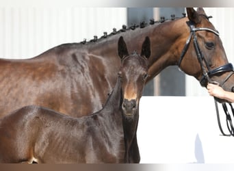 Oldenburg, Stallion, Foal (06/2024), 16.2 hh, Smoky-Black