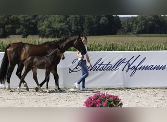 Oldenburg, Stallion, Foal (06/2024), 16.2 hh, Smoky-Black