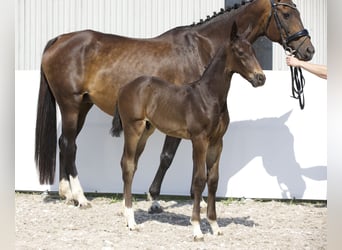 Oldenburg, Stallion, Foal (06/2024), 16.2 hh, Smoky-Black