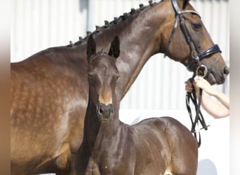 Oldenburg, Stallion, Foal (06/2024), 16.2 hh, Smoky-Black