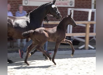 Oldenburg, Stallion, Foal (03/2024), 16.2 hh, Smoky-Black