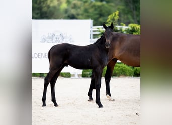 Oldenburg, Stallion, Foal (04/2024), 16,2 hh, Smoky-Black