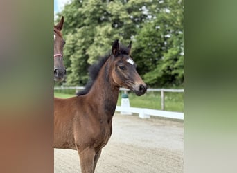Oldenburg, Stallion, Foal (03/2026), 16.3 hh, Bay-Dark