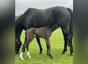 Oldenburg, Stallion, Foal (05/2023), 16.3 hh, Bay-Dark