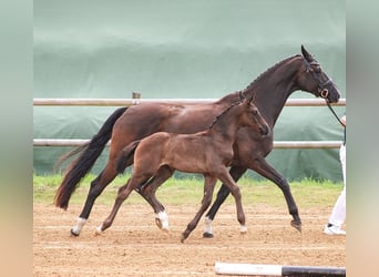 Oldenburg, Stallion, Foal (05/2024), 16.3 hh, Black