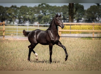 Oldenburg, Stallion, Foal (04/2026), 16.3 hh, Black