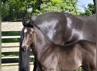 Oldenburg, Stallion, Foal (04/2024), 16.3 hh, Black