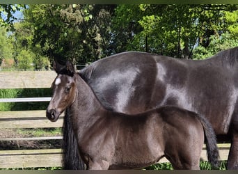 Oldenburg, Stallion, Foal (04/2024), 16.3 hh, Black