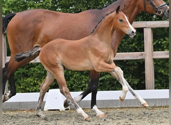 Oldenburg, Stallion, Foal (04/2026), 16.3 hh, Brown