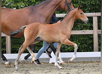 Oldenburg, Stallion, Foal (04/2026), 16.3 hh, Brown