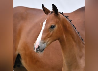 Oldenburg, Stallion, Foal (04/2026), 16.3 hh, Brown