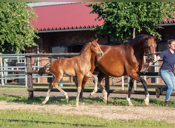 Oldenburg, Stallion, Foal (04/2026), 16.3 hh, Brown