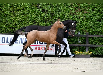 Oldenburger, Hengst, Fohlen (03/2024), 16,3 hh, Buckskin