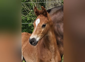 Oldenburg, Stallion, Foal (03/2024), 16,3 hh, Chestnut