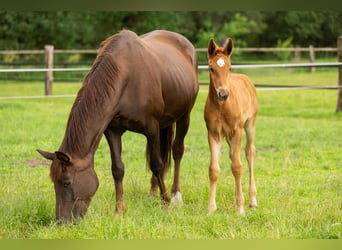 Oldenburg, Stallion, Foal (04/2024), 16.3 hh, Chestnut