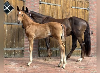 Oldenburg, Stallion, Foal (04/2024), 16.3 hh, Chestnut