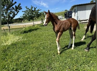 Oldenburg, Stallion, Foal (05/2024), 16.3 hh, Chestnut-Red
