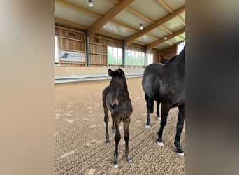 Oldenburg, Stallion, Foal (04/2024), 16.3 hh, Smoky-Black