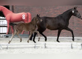 Oldenburg, Stallion, , 16 hh, Bay-Dark