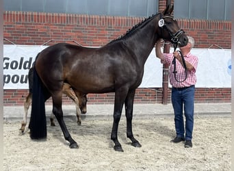 Oldenburg, Stallion, Foal (04/2025), 16 hh, Bay-Dark