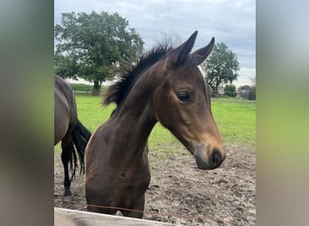 Oldenburg, Stallion, Foal (04/2025), 16 hh, Bay-Dark