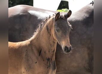 Oldenburg, Stallion, , 16 hh, Bay-Dark