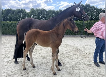 Oldenburg, Stallion, Foal (04/2025), 16 hh, Bay-Dark